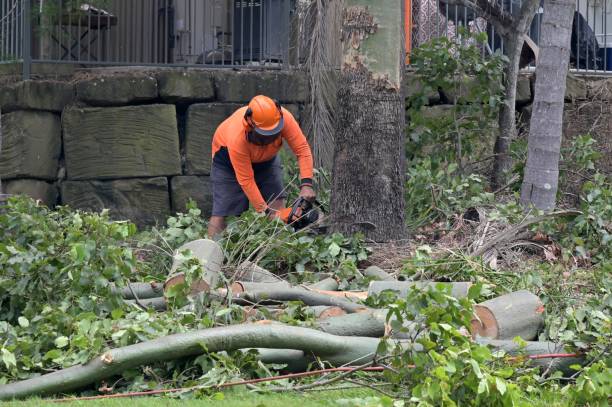 Best Utility Line Clearance  in Normal, IL